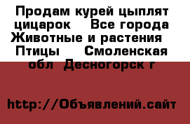 Продам курей цыплят,цицарок. - Все города Животные и растения » Птицы   . Смоленская обл.,Десногорск г.